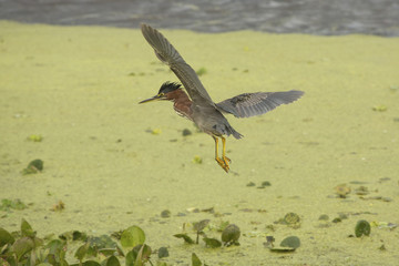 Little green heron flying over swamp vegetation in Florida.