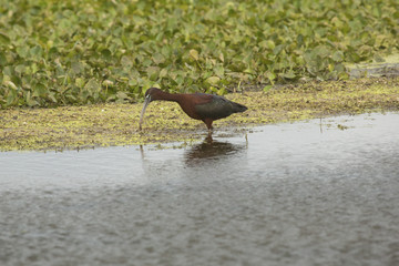 Glossy ibis feeding in swamp vegetation at Orlando Wetlands Park.