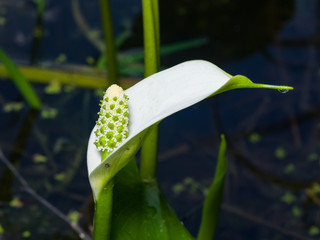 White flower of Bog Arum or Calla palustris close-up, selective focus, shallow DOF