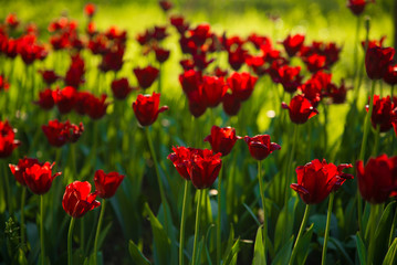 Beautiful tulip flower and green leaf background at sunny summer or spring day.