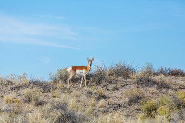 Naklejka premium Pronghorn