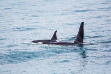 Fototapeta premium Orca