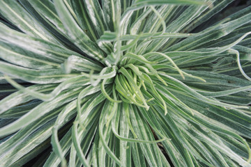 Green succulent plant closeup
