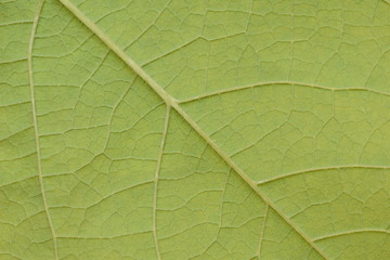 Leaf texture