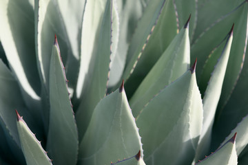 Agave parryi closeup