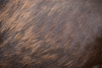 horse body as background and texture`