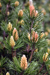 Selective focus close-up photography. Decorative pine with young cones. Fresh spruce shoot, natural background.