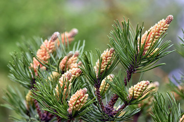 Naklejka na ściany i meble Selective focus close-up photography. Decorative pine with young cones. Fresh spruce shoot, natural background.