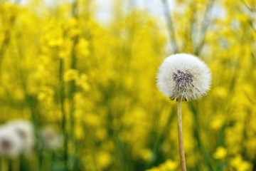 Selective focus close-up photography. It is flowering dandelion with white fuzz growing canola...