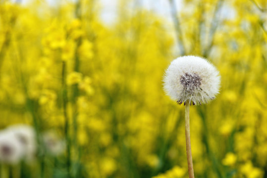 Fototapeta Selective focus close-up photography. It is flowering dandelion with white fuzz growing canola field.
