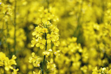 Selective focus close-up photography. With beautiful yellow flowers blooming rapeseed field.