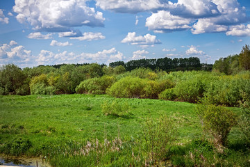 Summer landscape