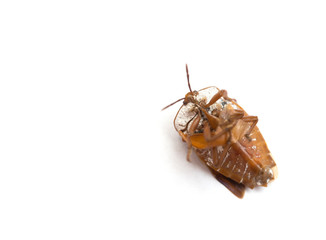 upside down bed bug on white background