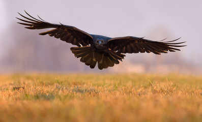 Common Raven entering flight with wide wings low over a field in the morning