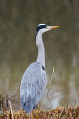 portrait of gray heron (ardea cinerea) standing on river bank