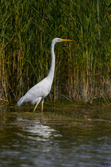 Fototapeta premium great white egret (egret alba) standing in water in sunshine with green reed belt