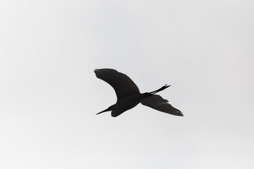 silhouette of flying great white egret (egretta alba) in bright white sky