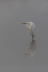 reflected lonesome great white egret (egretta alba) standing in mist in gray water
