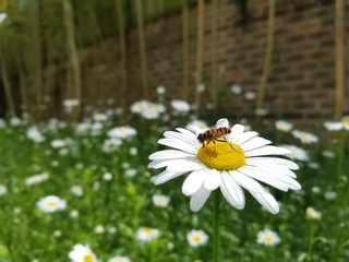 하얀구절초꽃 위에 내려앉은 꿀벌