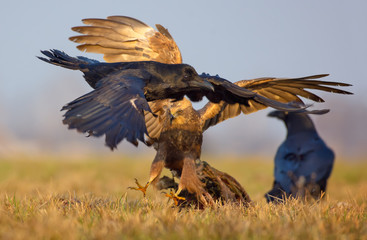 Female Western Marsh Harrier atttacks and tries to catch a Common Raven with stretched claws and fully wide opened wings