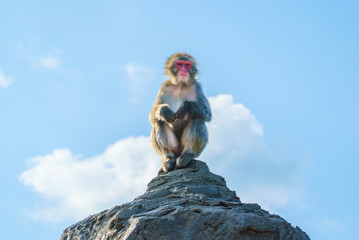 Naklejka premium 猿山のニホンザル / 旭山動物園