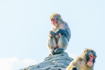 猿山のニホンザル / 旭山動物園