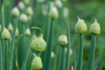 flower bud on a plant with seeds of onions in the garden.