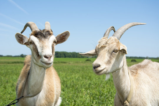 In summer there are two goats on the field. Close-up.