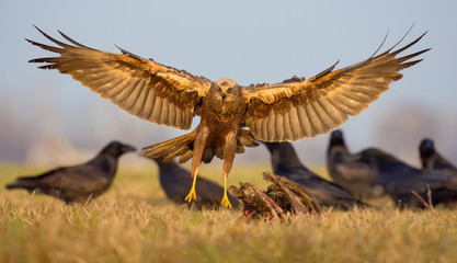 Fototapeta premium Female Western Marsh Harrier incoming flight with fully wide open body legs wings