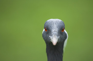 Demoiselle Crane (Anthropoides virgo)