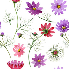 Wildflower kosmeya flower pattern in a watercolor style isolated.