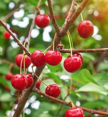 Ripe cherries fruit on tree in orchard at summer.