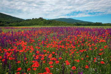 Spring flowers in field. Beautiful landscape. Composition of nature