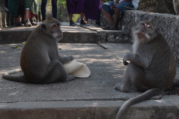 monkey