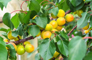 Apricot tree branches with fruits and leaves. Apricots ripen