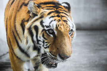 Portrait Of Tiger In the Zoo,Nanchang,China.