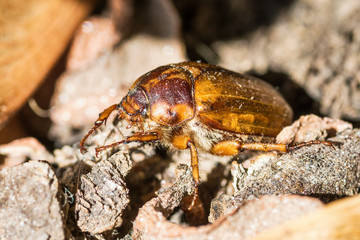 Melolontha melolontha beetle cockchafer