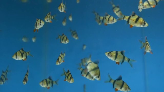 Tiger Barbs or Puntius Tetrazona fish in aquarium