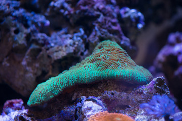 favia coral © wong yu liang