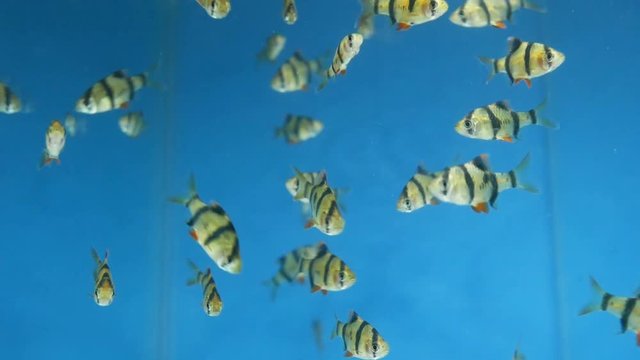 Tiger Barbs or Puntius Tetrazona fish in aquarium
