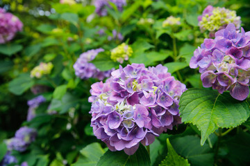 Hydrangea