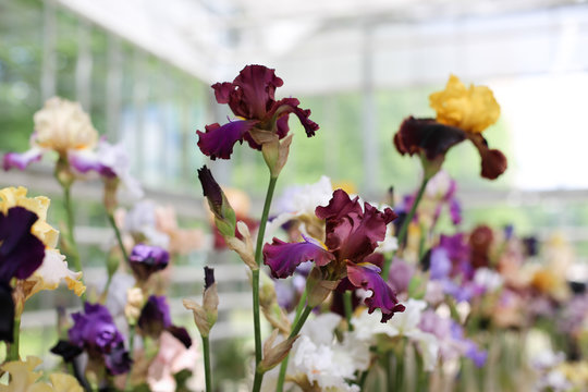 Dark purple iris flowers