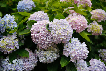 Hydrangea