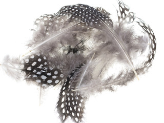Feathers with spots on a white background