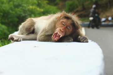 A stressed baboon yawning for a nap 