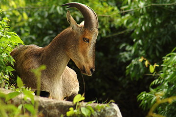 Nilgiri Tahr is endemic to the Nilgiri Hills and the southern portion of the Western Ghats in the states of Tamil Nadu and Kerala