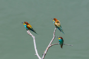 three european bee-eaters birds (merops apiaster) sitting on branch in sunshine