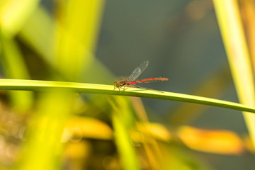 Frühe Adonislibelle, Pyrrhosoma nymphula, männlich