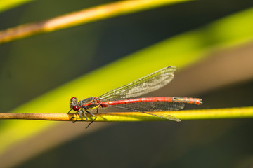 Frühe Adonislibelle, Pyrrhosoma nymphula, männlich
