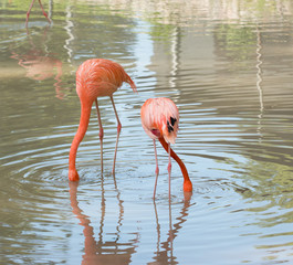Flamingo birds at the zoo